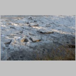 DSCN0411cr sauropod trails.jpg